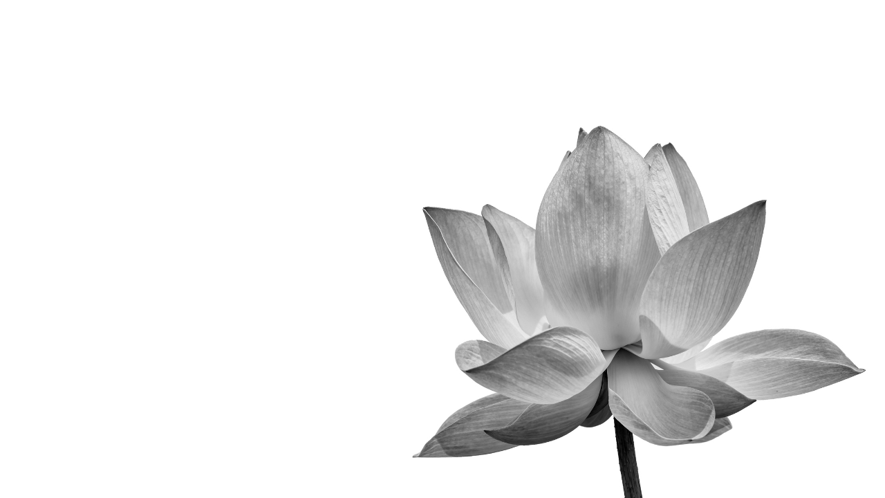 Empowered Somatic Healing Program